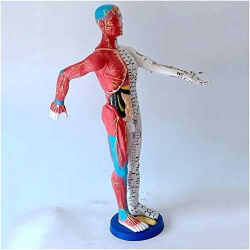אדם דיקור דגם - 60 סמ אדם גוף מרידיאן נקודת דיקור דגם-אדם שרירים דגם-הפגנה של רך גומי דיקור