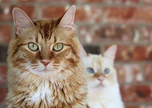 ציוד חיות מחמד הטוב ביותר LLC CAT פרוביוטיקה לעיסה - סיוע פרוביוטיקה לחתולים - תמיכה חיסונית - דרכי