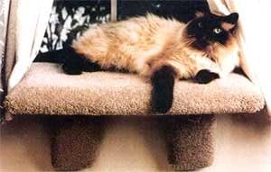 גדול מרופד חתול חלון מוט : צבע מנומר חול : גודל גדול מוט
