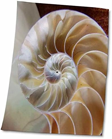 3drose Florene Macro טבע - Nautilus מקרוב - מגבות