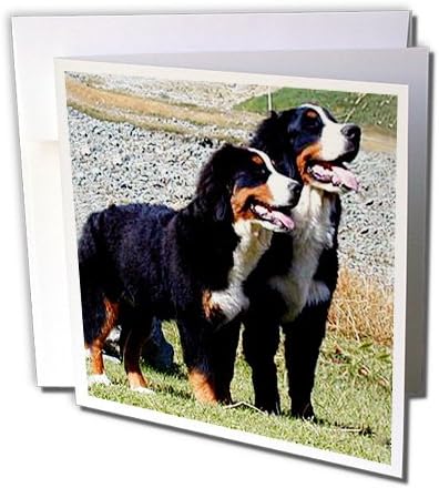 3 כלבים ורדים כלב הרים ברנזי-כלב הרים ברנזי-1 כרטיס ברכה עם מעטפה
