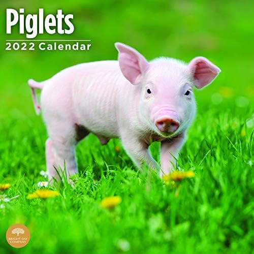 2022 חזירים לוח שנה קיר לפי יום בהיר, 12 x 12 אינץ