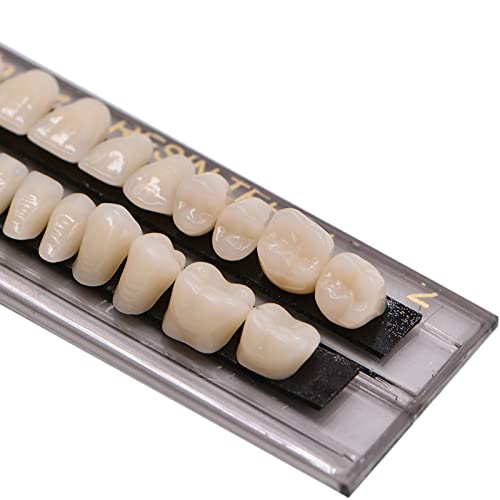 28 שיניים שיניים סינטטי שרף שן שנן רפואת שיניים עבור ליל כל הקדושים אימה שיניים, שיניים חינוך,שיניים שיניים