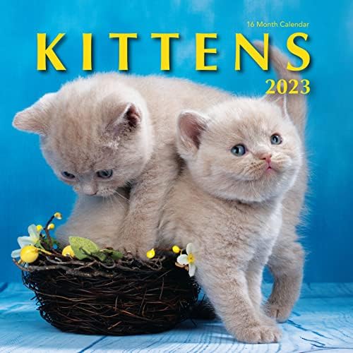 חתלתולים 2023 לוח קיר הניתן לתלייה-12 על 24 פתוח-מתנת צילום חתול קיטי חמוד - צילום חתלתולים יפה ועבה