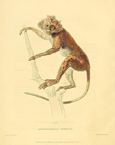 Lutung Leaf Monkey קוף קוף וינטג 'חיות בר כיתה משרד תפאורה זואולוגיה איור עתיק