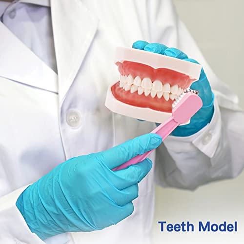 דגם שיני שיניים של Lyou עם 28 שיניים נשלפות, מודל פה סטנדרטי בגודל חיים ללימוד טיפול אוראלי שיניים