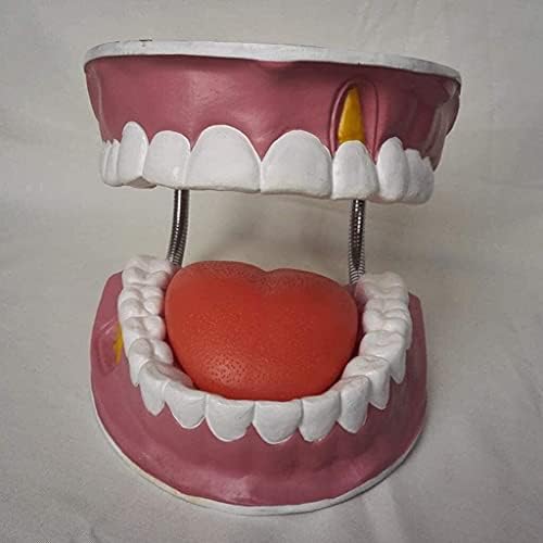 Haoktsb Standard Standard שיניים שיניים מודל שיניים הפגנת הוראת אוראלית מודל אנטומיה מודל איבר אנושי