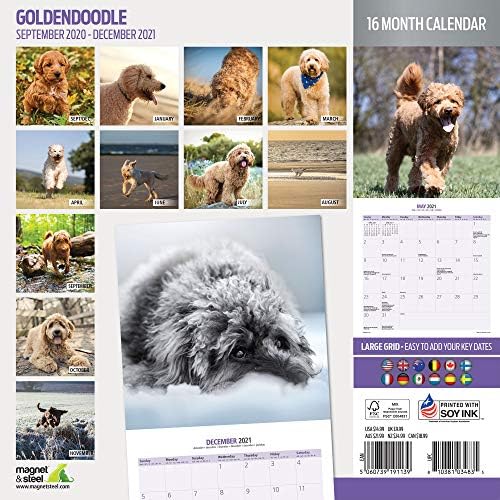 מגנט ופלדה Goldendoodle מסורתי 2021 לוח שנה: לוח שנה לכלבים - לוח השנה 2021-2022, 12 חודשים - מתנה לבעלי כלבים