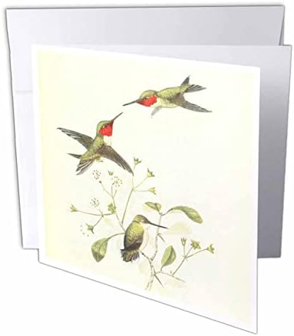 3 רוז בציר רובי בגרונו יונקי דבש ציפורים אמנות הדפסת עבור ציפור. - כרטיסי ברכה