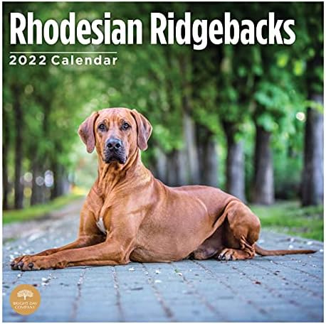 2022 לוח השנה הקיר Ridgebacks Ridesian לפי Day Bright, 12 x 12 אינץ ', גור כלב חמוד