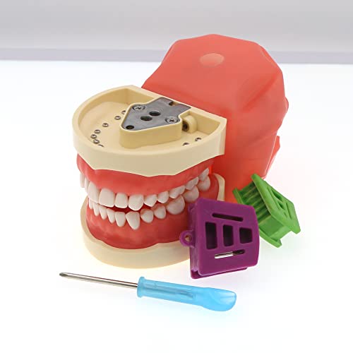 קילגור ניסין 200 סוג שיניים שיניים שיניים דגם שיניים נשלפות 32 לחי סימולציה של שיניים המתאימה להוראת