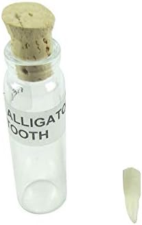 TG, LLC גורוס אוצר שן תנינה אמיתית בבקבוק גאטור אמיתי שמור על זכוכית זכוכית קורק עיצוב שולחן בקבוקון