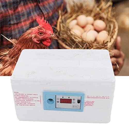 ביצת חממה, ביצי חממות לבקיעת ביצים, ביתי קטן עוף חממה עם ביצת קנדלר לבקיעת אווז