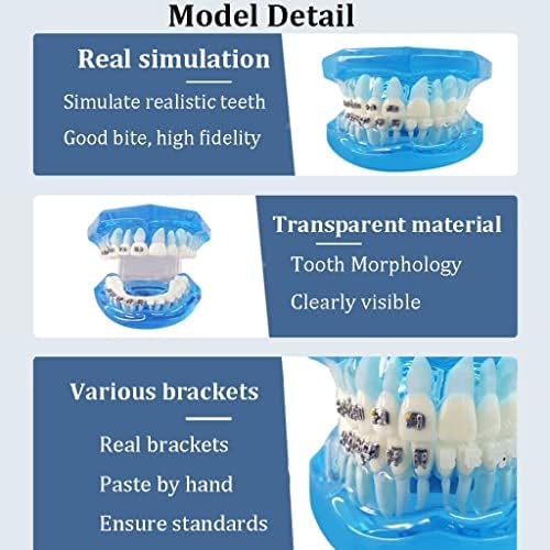 דגם שיניים רגיל של Paashe שיניים לימוד מודל גוף האדם מודל אורתודונטיה הדגמה מודל שיניים למבוגרים מודל הדגמה