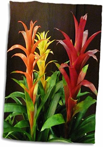 3drose צמחי מאקרו פלורן - ברומליידים צבעוניים - מגבות