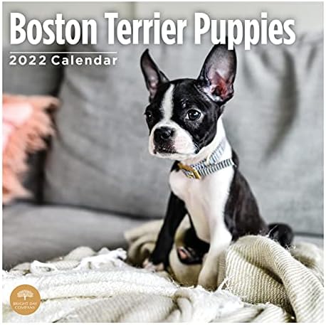 2022 בוסטון טרייר גורים לוח שנה קיר לפי יום בהיר, 12 x 12 אינץ ', כלב חמוד