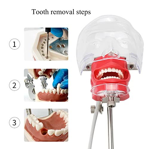 סימולטור שיניים MANIKIN PHANTOM מודל ראש עם 28 ספסל שיני הסרה
